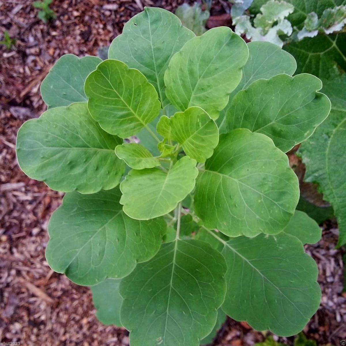 Papalo Flower seeds for Planting – Hardy Variety, Heirloom & GMO Free Seeds for Home Garden