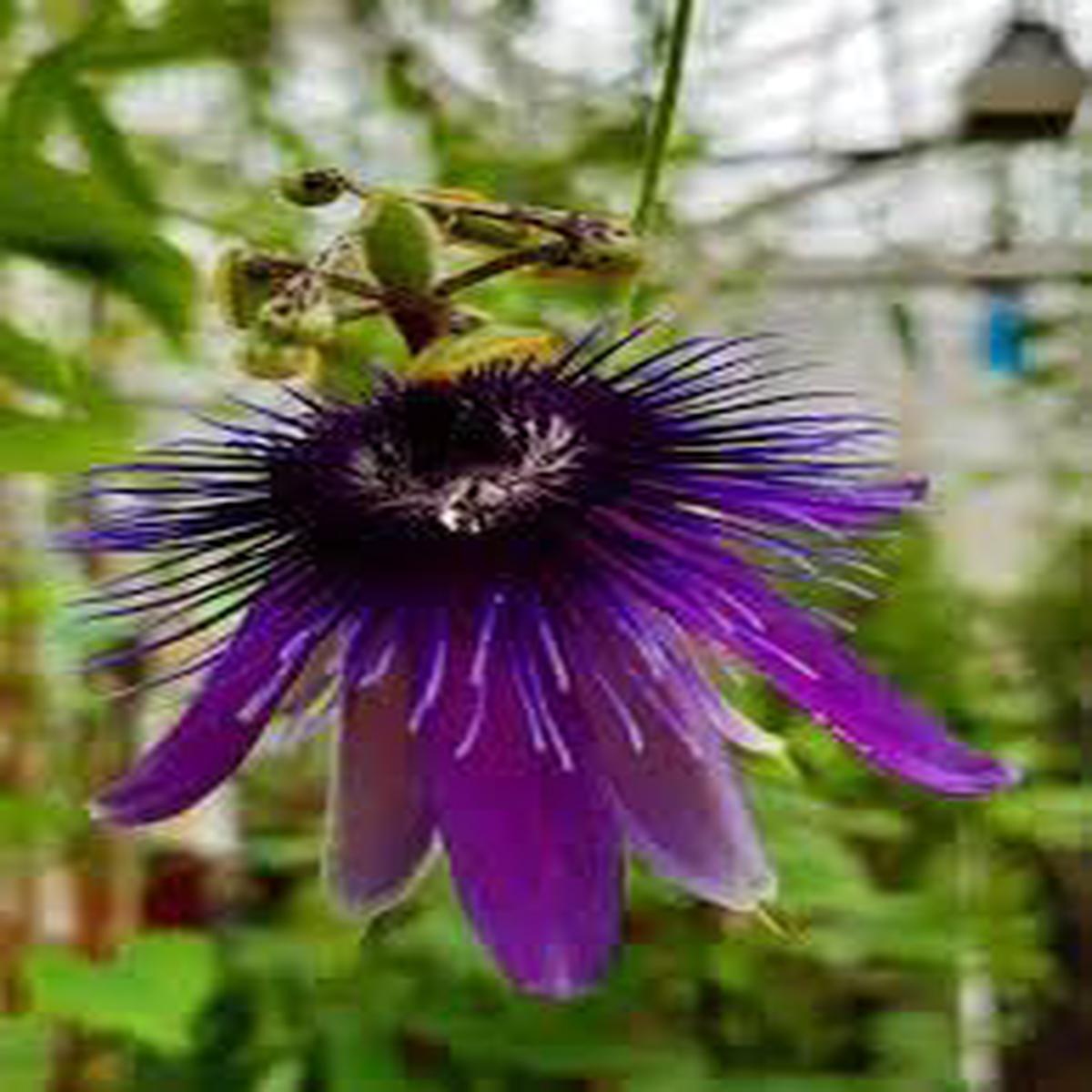 Passiflora Flower Seeds for Planting  Hardy Variety, Heirloom, Non-GMO, High Germination Garden Seeds