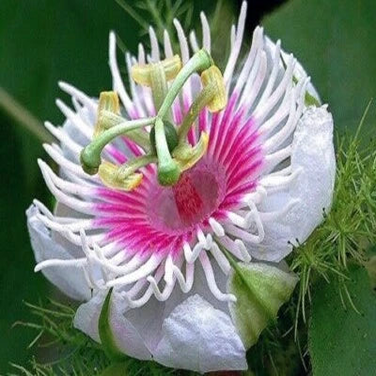 Passiflora foetida  Heirloom, Non-GMO