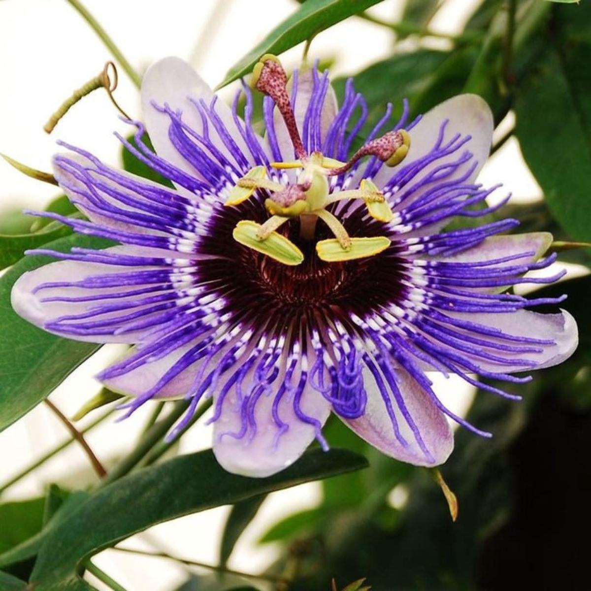 Passion Flower Seeds for Planting, Grow Unique Purple Blooms