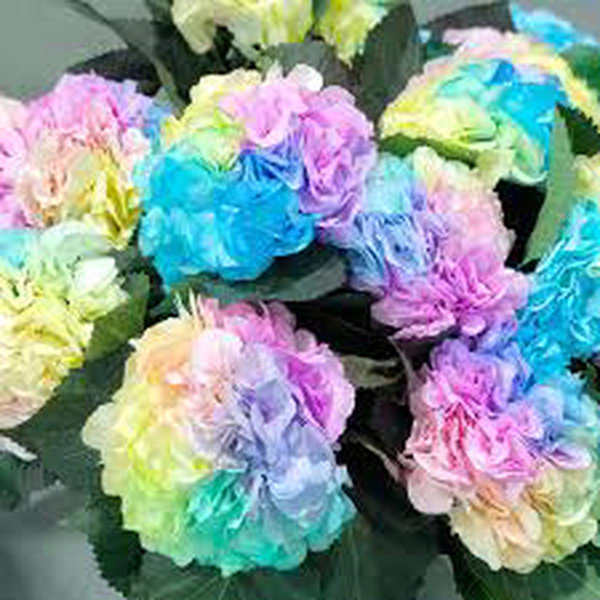 Pastel Rainbow Hydrangea Flower seeds for Planting – Long Bloom Season, Heirloom & GMO Free Seeds for Home Garden