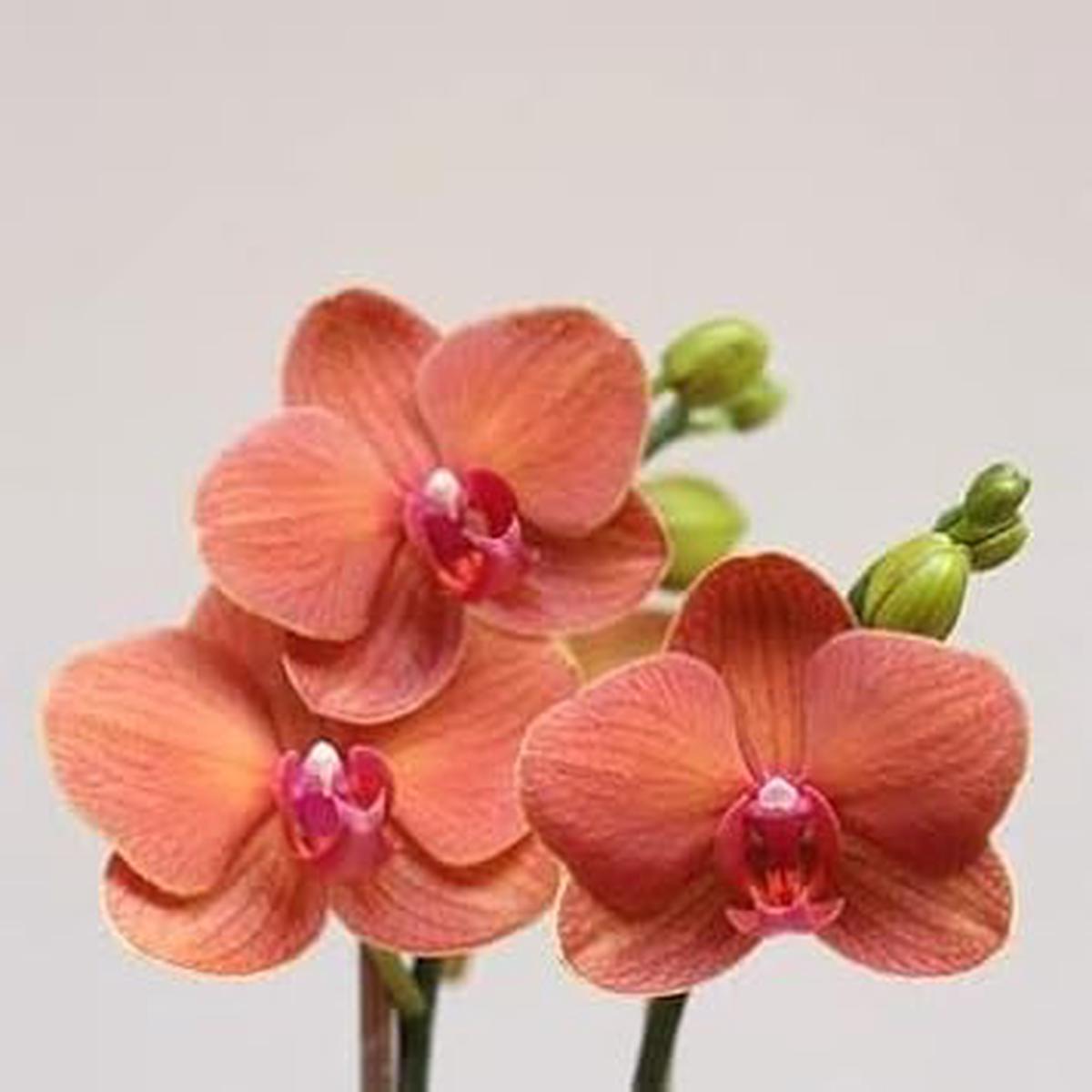 Peach Phalaenopsis Orchid Flower seeds for Planting – Perfect for Borders, Heirloom & GMO Free Seeds for Home Garden