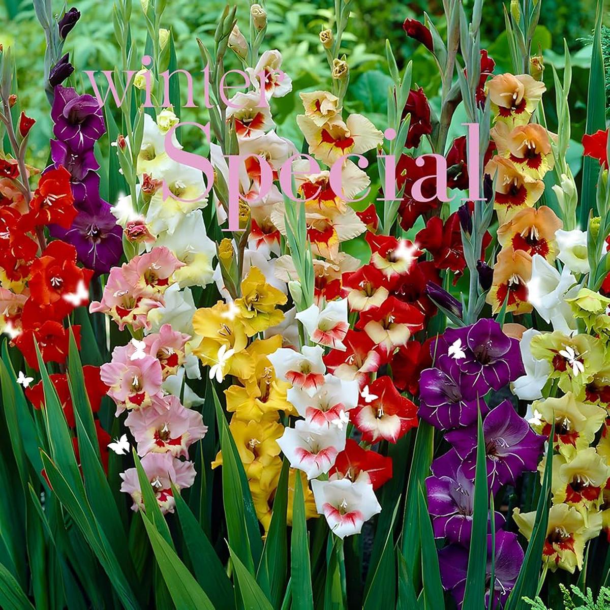 Perennial Gladiolus Flower seeds for Planting Perfect for Borders Heirloom & GMO Free Seeds for Home Garden