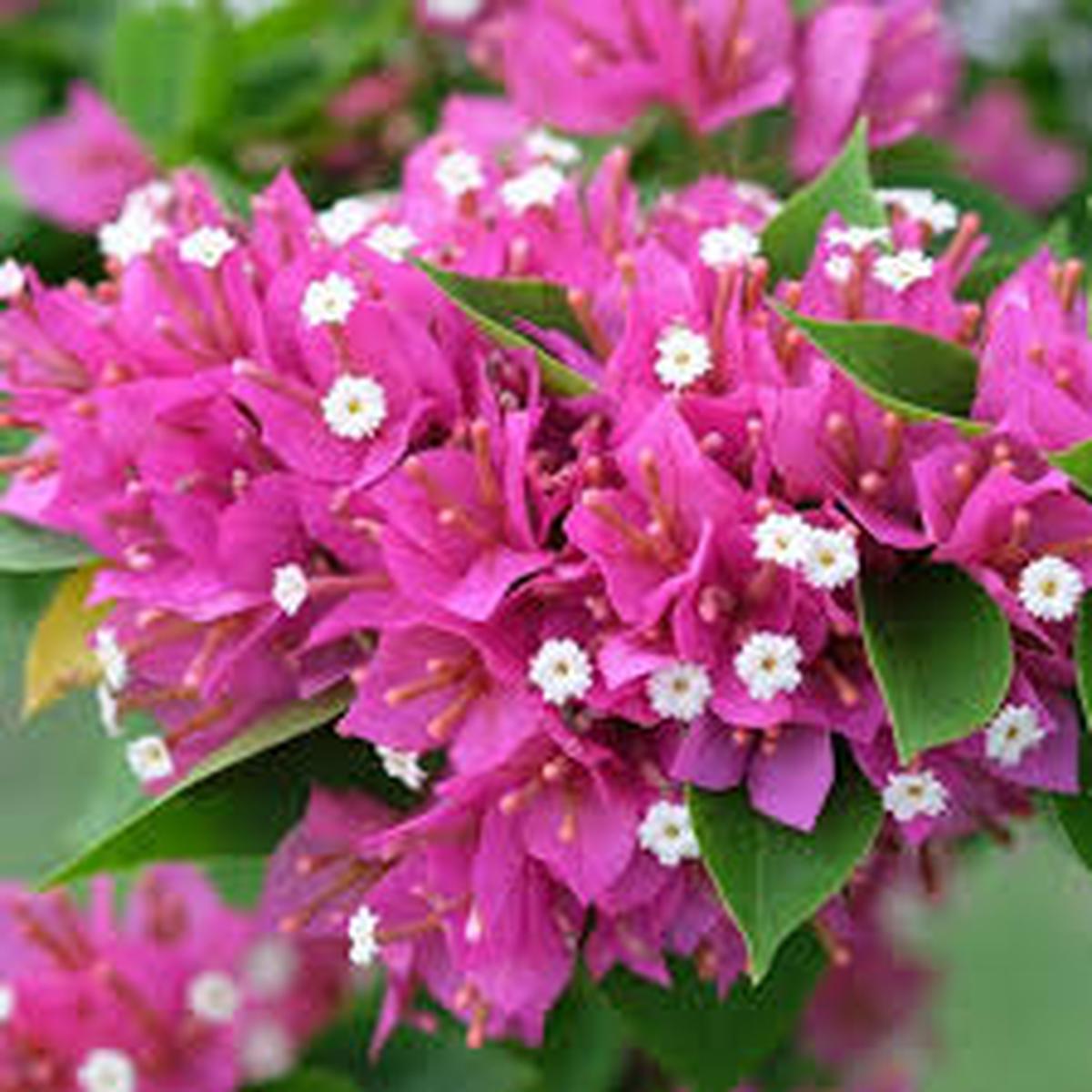 Pink Bougainvillea Flower Seeds for Planting | Heirloom Non-GMO High Germination Organic Garden Seeds