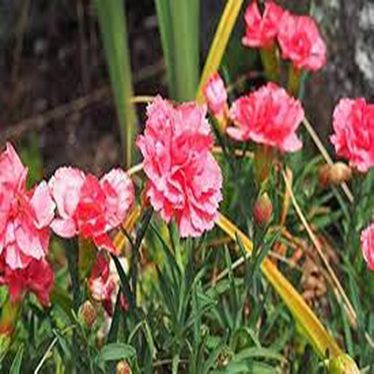 Pink Carnation Flower Seeds for Planting Heirloom, Non-GMO, Garden Favorite Organic Garden Seeds