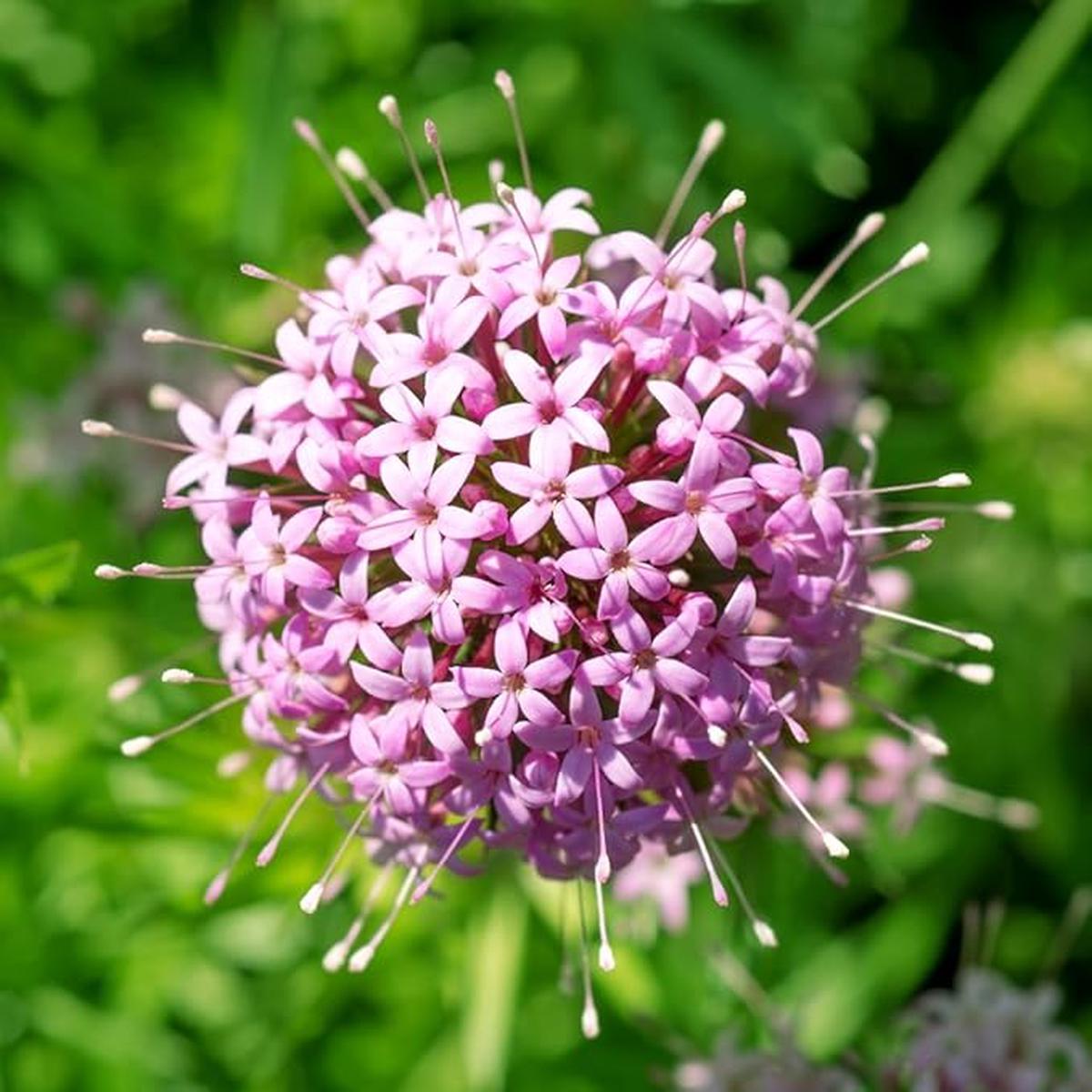 Pink Crossworts Flower Seeds for Planting  Heirloom, Non-GMO Low-Maintenance Organic Garden Seeds