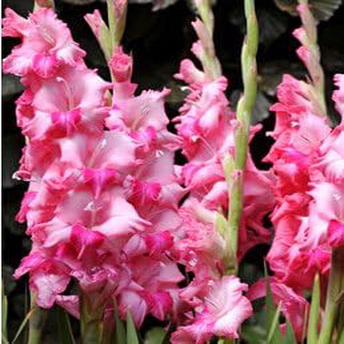 Pink Gladiolus Flower Seeds for Planting Heirloom, Non-GMO, High Germination Organic Garden Seeds