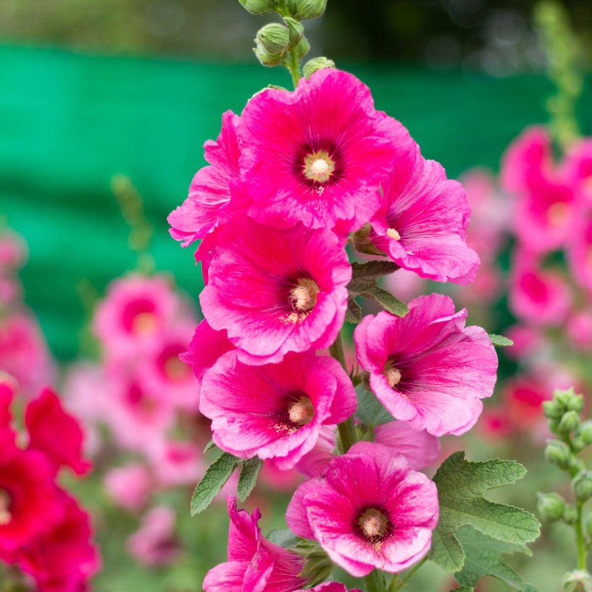 Pink Hollyhock Flower seeds for Planting Colorful Display Heirloom & GMO Free Seeds for Home Garden  Sale