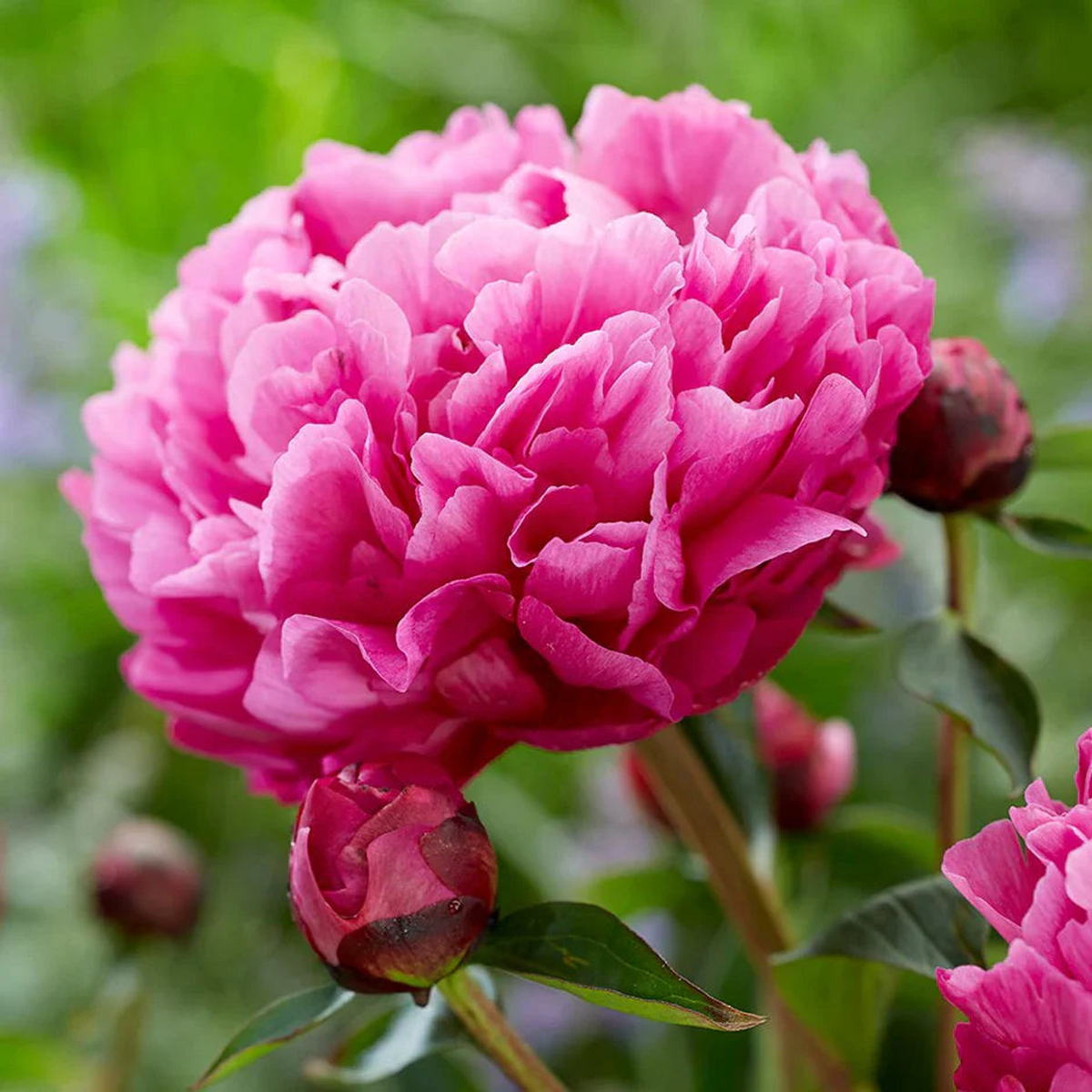 Pink Paeonia Lactiflora Flower Seeds for Planting Heirloom, Non-GMO Hardy Organic Garden Seeds