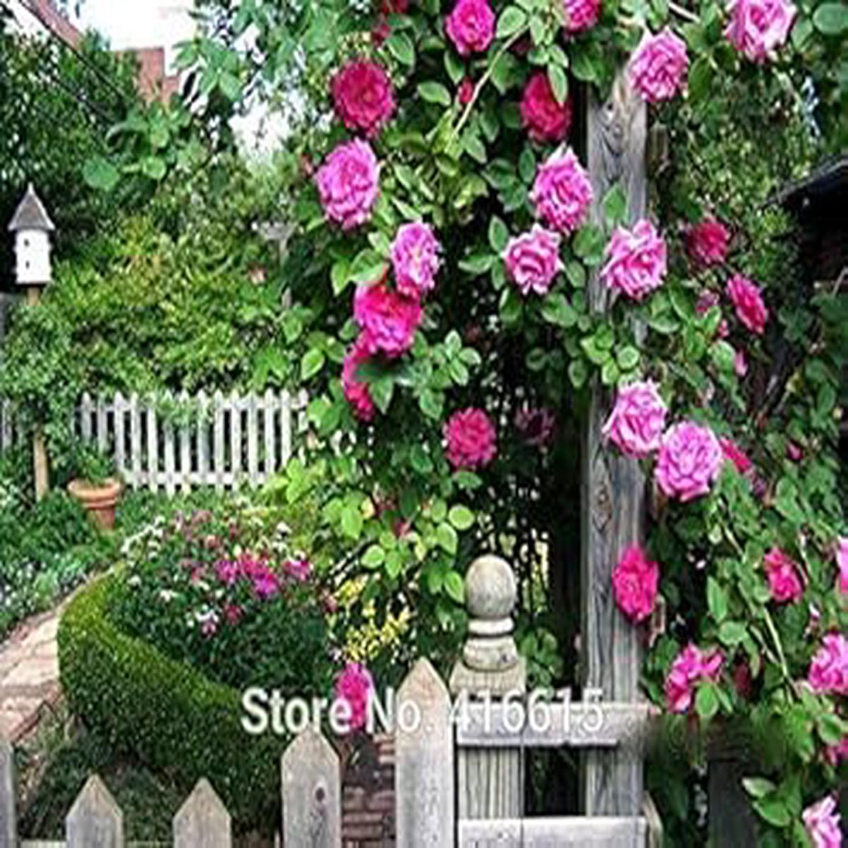 Pink Zephirine Rose Flower seeds for Planting – Bright Blooms, Heirloom & GMO Free Seeds for Home Garden