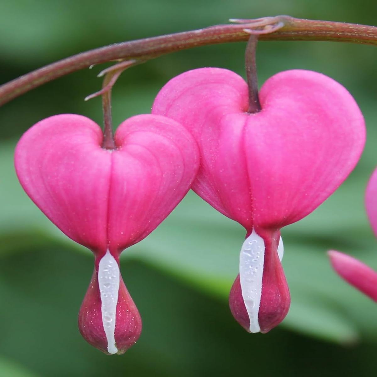 Poof Flower Seeds for Garden Planting  Heirloom, Non-GMO, High Germination
