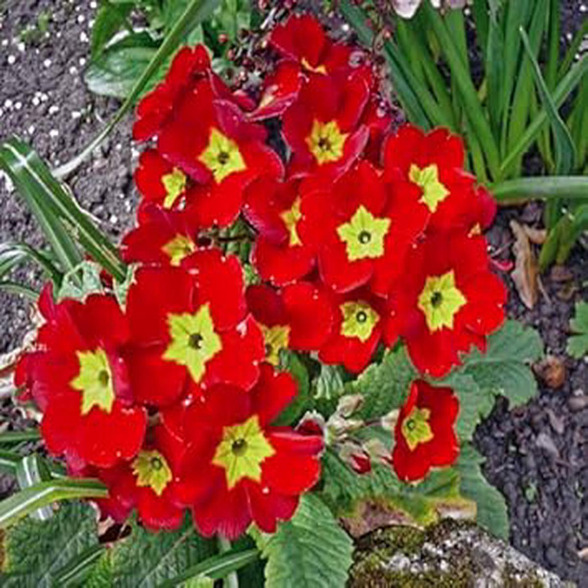 Primula Malacoides Red Flower Seeds Heirloom, Non-GMO, High Germination Organic Garden Seeds for Planting