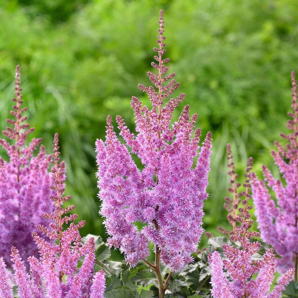 Purple Astilbe Flower Seeds for Planting  Heirloom, Non-GMO, High Germination Organic Garden Seeds