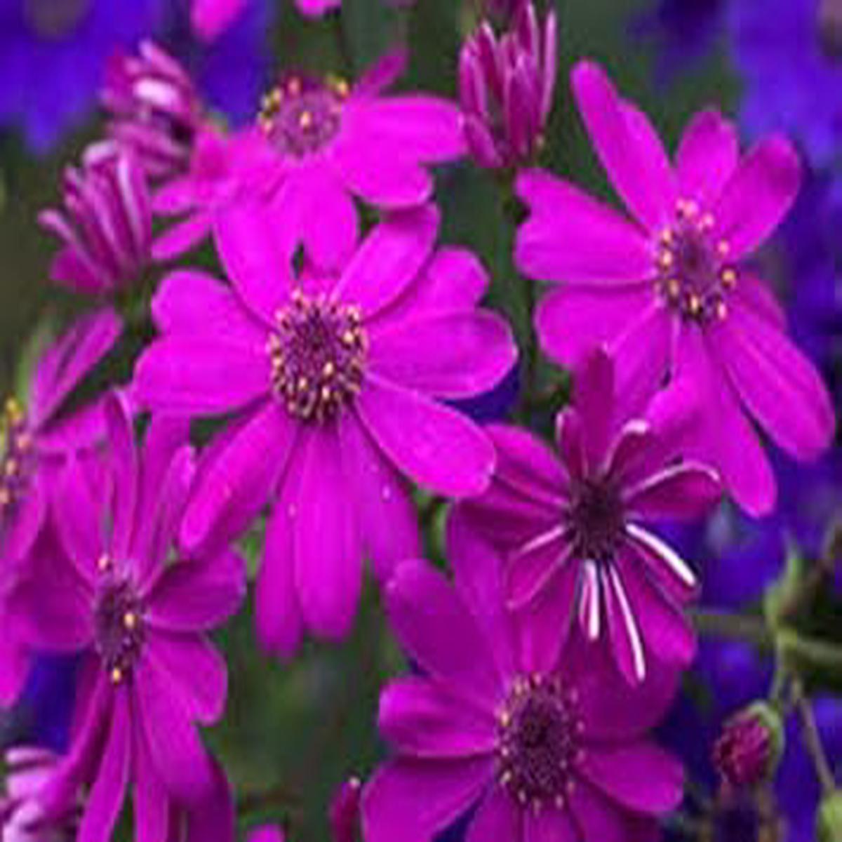 Purple Florists Cineraria Seeds for Planting  Organic Heirloom Non-GMO Flower Seeds