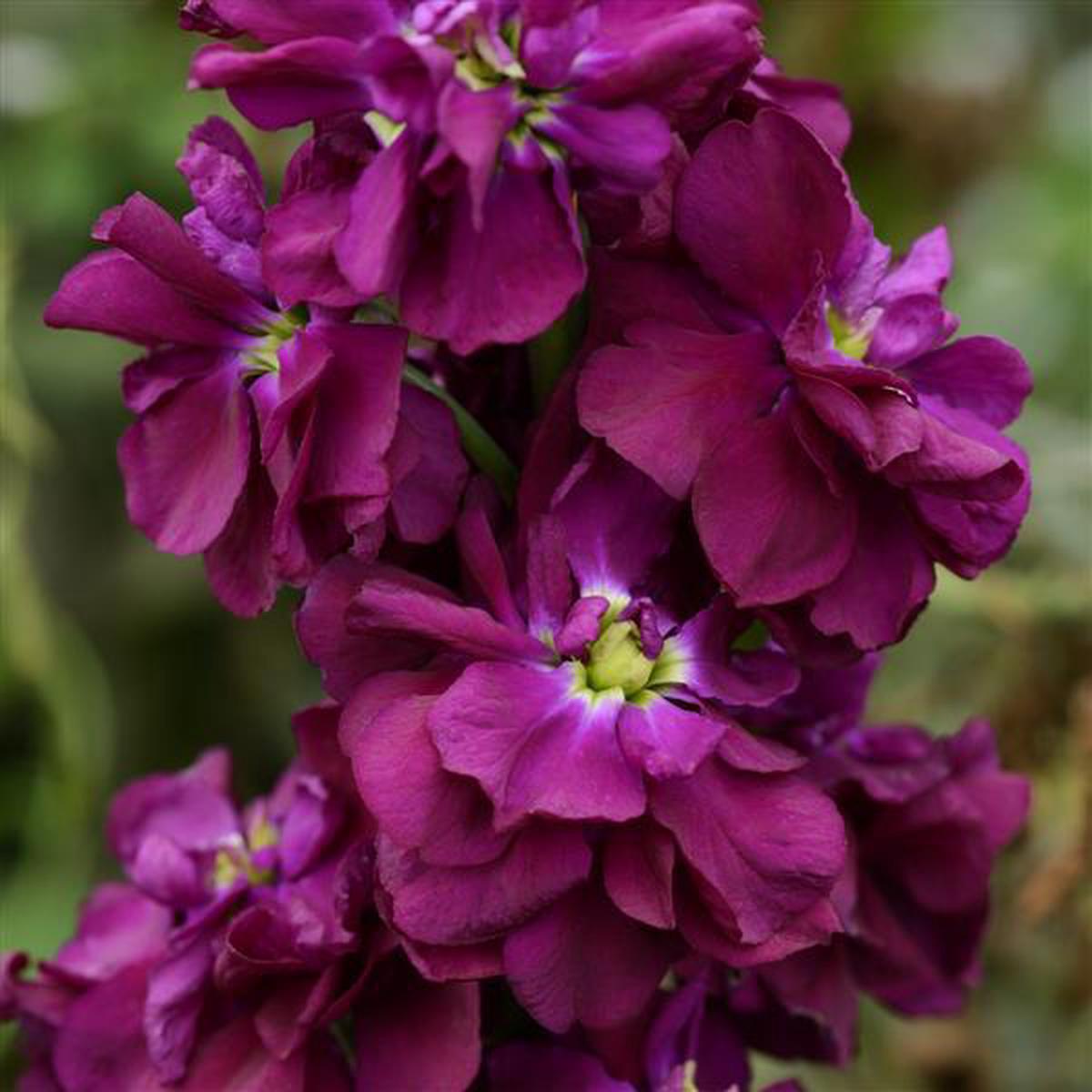 Purple Matthiola Flower Seeds for Planting – 100