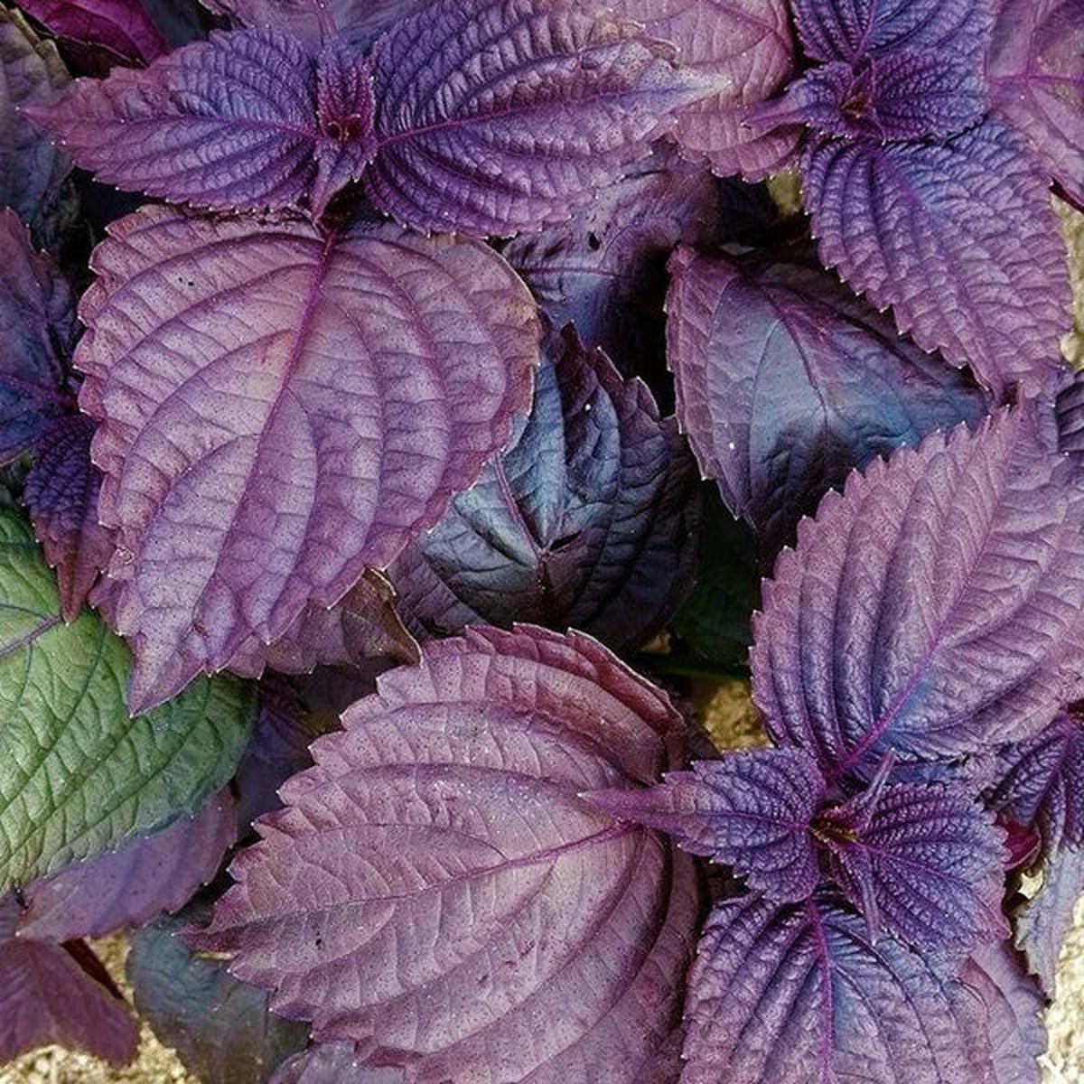 Purple Perilla Leaf Flower Seeds for Planting  Heirloom Non-GMO, High Germination Organic Garden Seeds