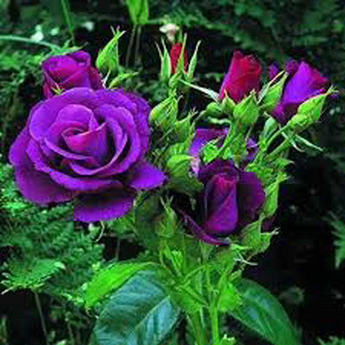 Purple Rose Flower Seeds for Planting Heirloom NonGMO Compact Organic Garden Seeds Sale