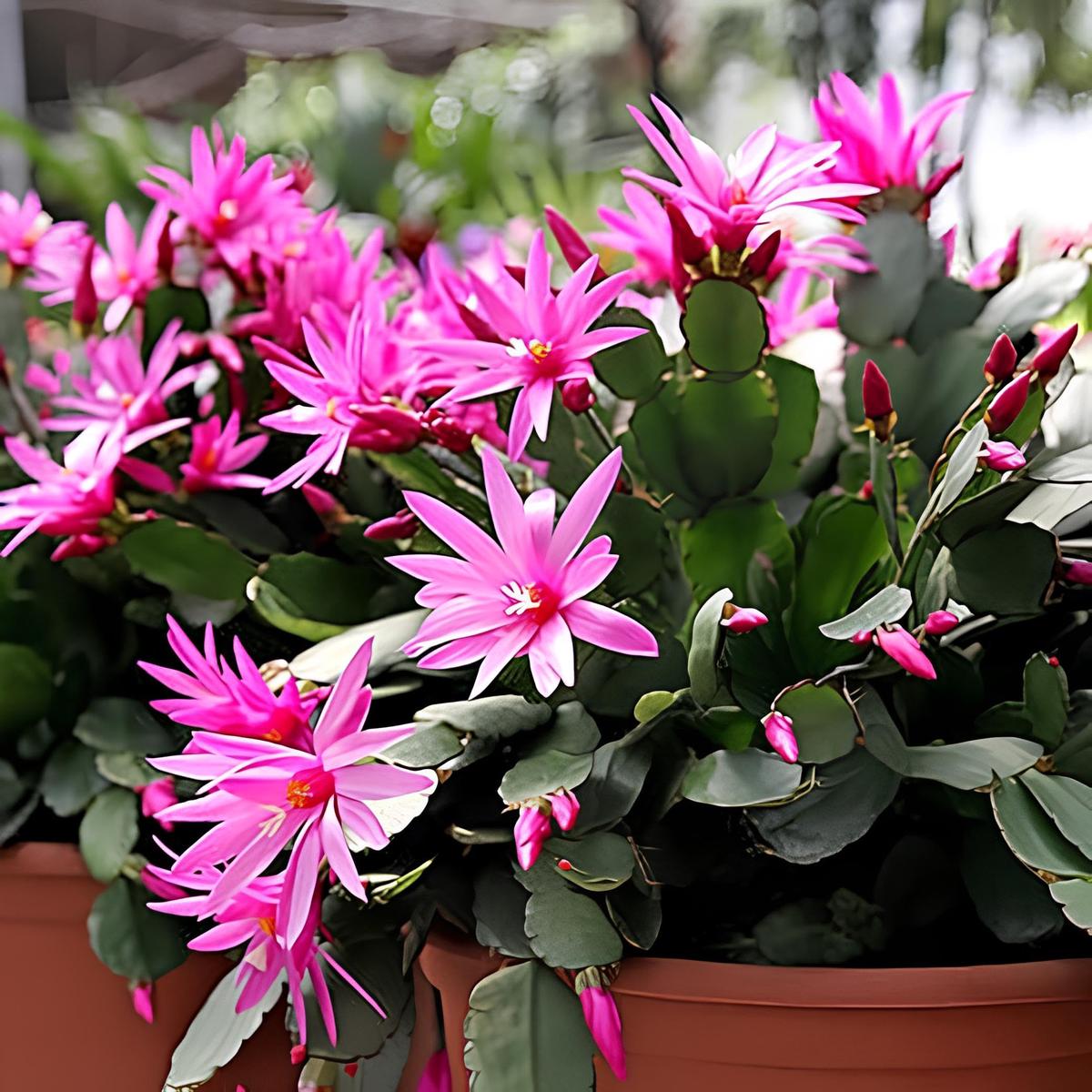 Purple Schlumbergera Flower Seeds for Planting  Heirloom, Non-GMO, High Germination Organic Garden Seeds for Christmas Cactus