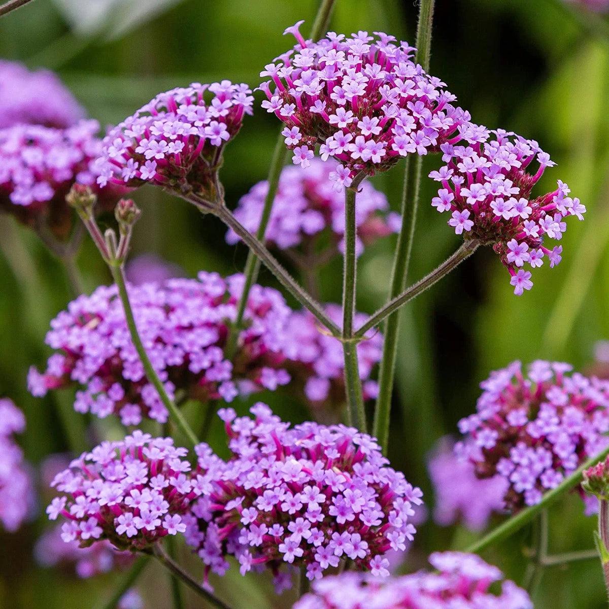 Purple Verbena Flower seeds for Planting Fragrant Blossoms Heirloom & GMO Free Seeds for Home Garden Sale