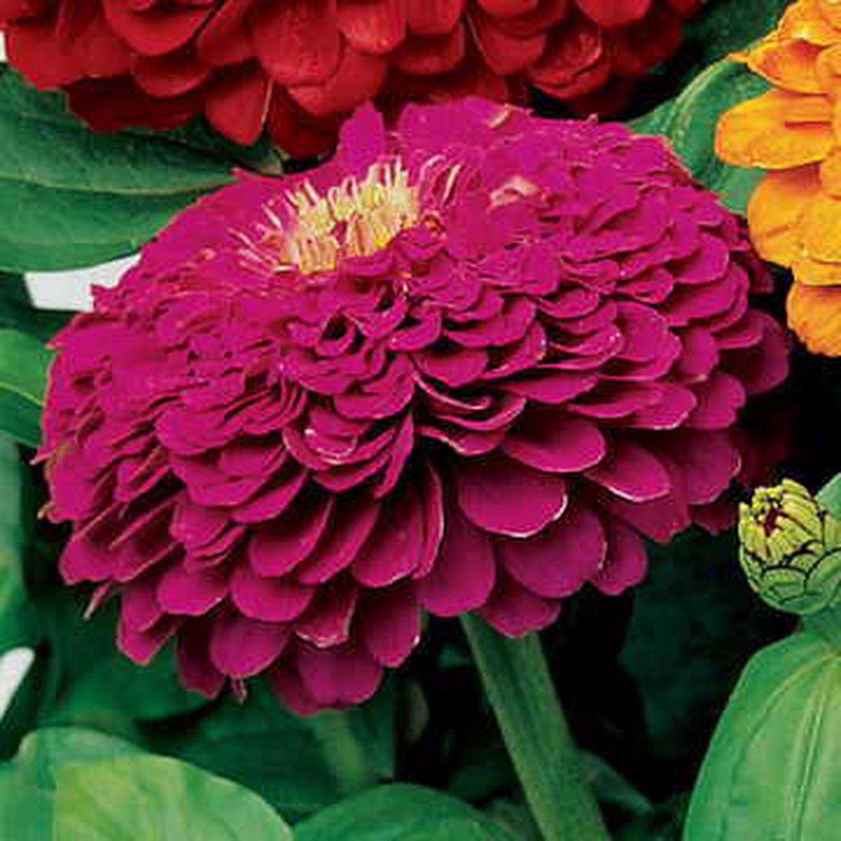 Purple Zinnia Seeds | Parks Picks Vibrant Purple Zinnias  Heirloom, Non-GMO, High Germination Organic Garden Seeds