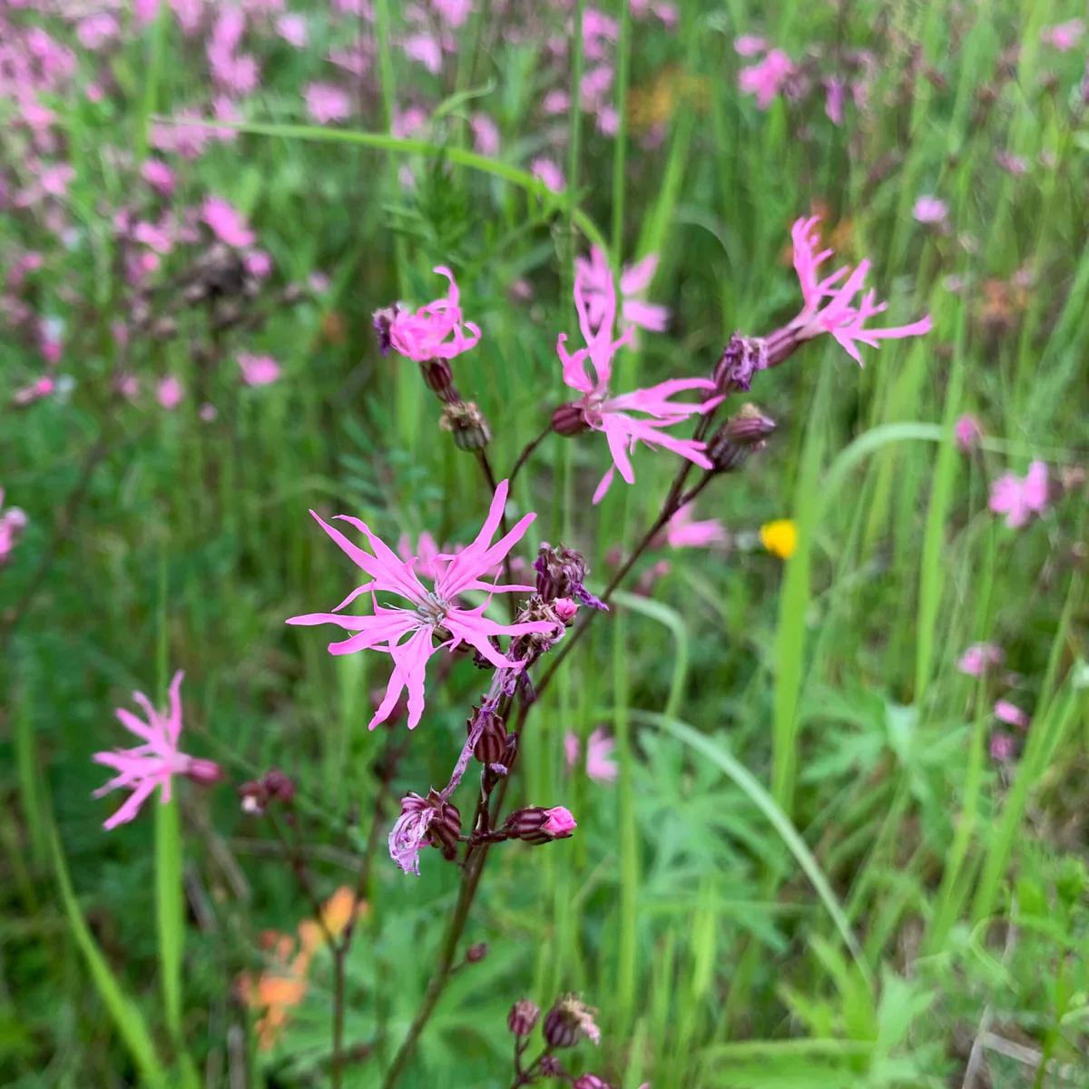 Ragged Robin Flower Seeds for Planting  Heirloom, Non-GMO, Perennial, Pollinator-Friendly