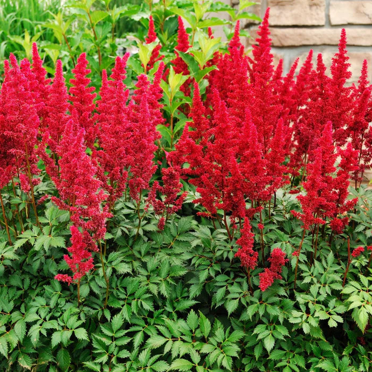 Red Astilbe Flower Seeds for Planting Perfect for Borders Heirloom & GMO Free Seeds for Home Garden Sale