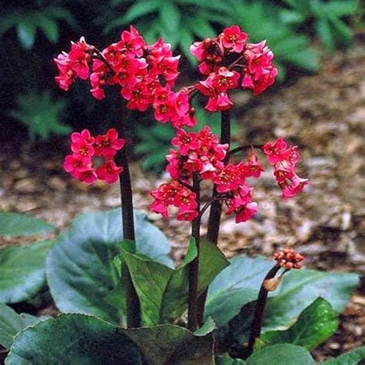 Red Bergenia Flower seeds for Planting – Drought Tolerant, Heirloom & GMO Free Seeds for Home Garden