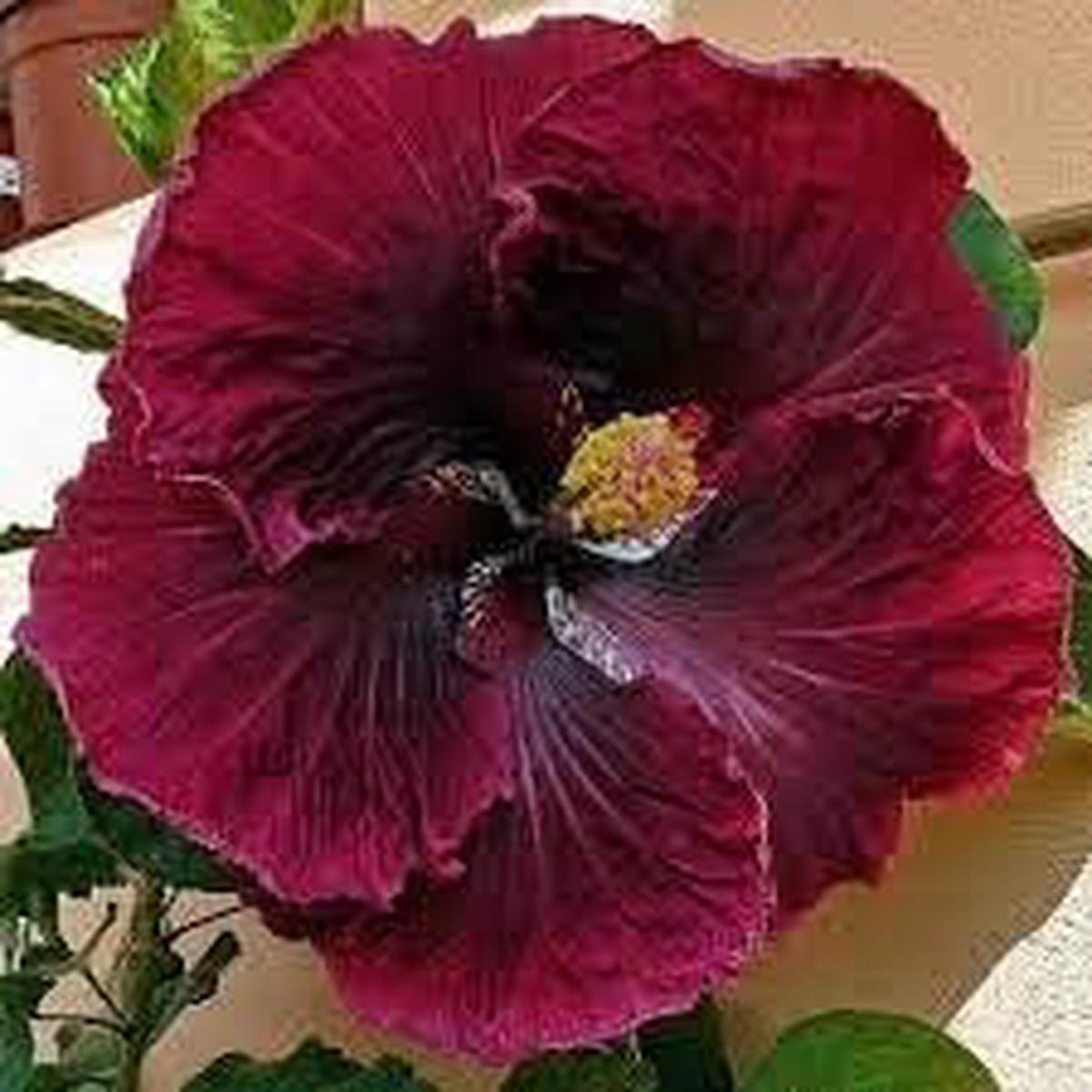 Red Black Hibiscus Flower Seeds  Heirloom, Non-GMO, High Germination Organic Garden Seeds for Planting