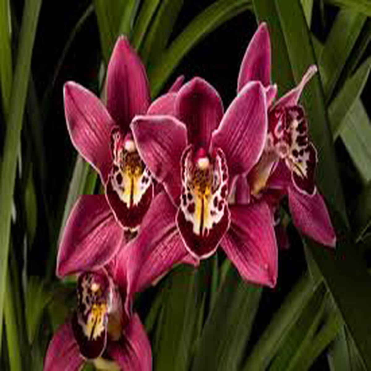 Red Cymbidium Flower Seeds for Planting | Heirloom Non-GMO Organic Garden Seeds | Drought Tolerant, 100pcs