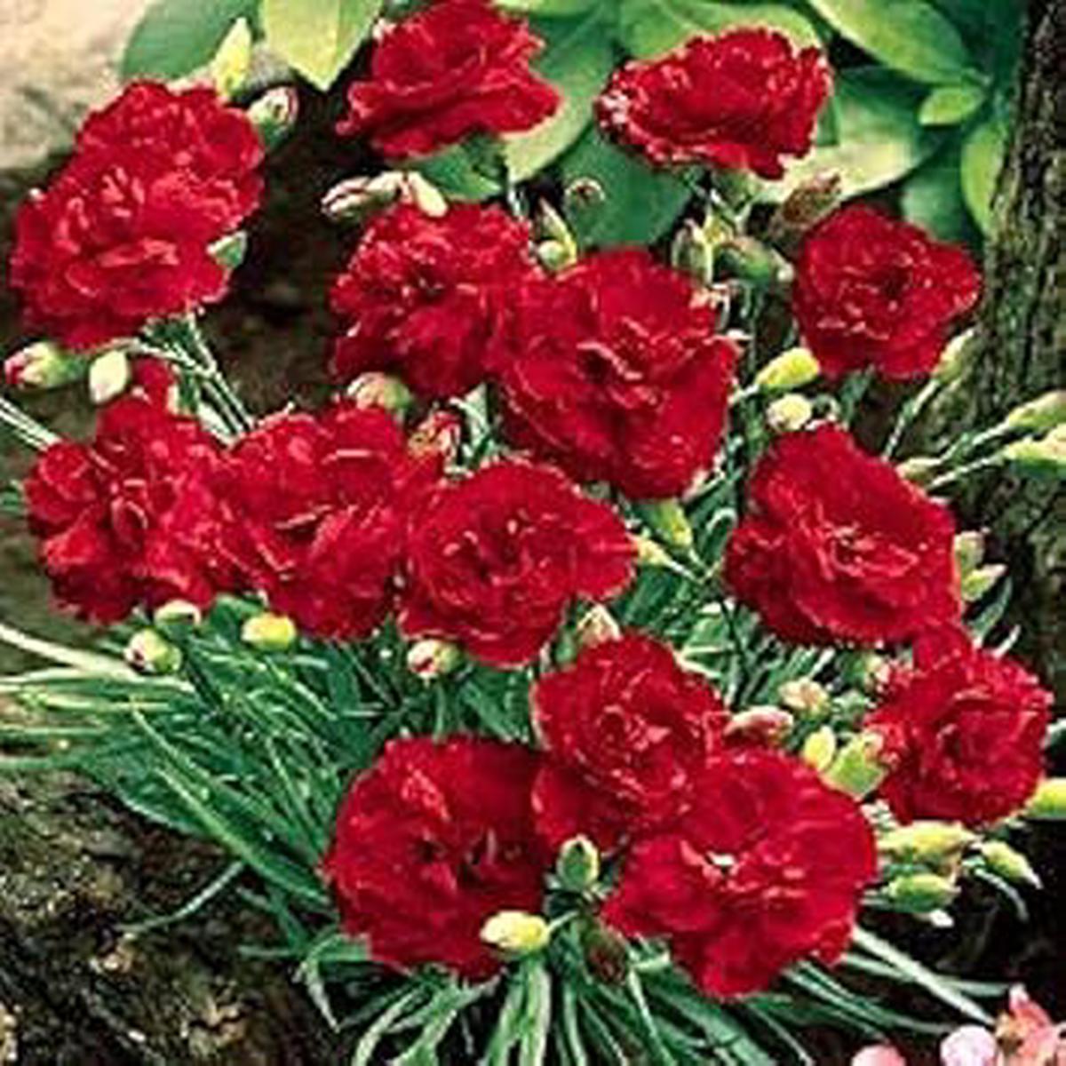 Red Dianthus Caryophyllus (Carnation) Flower Seeds for Planting  Heirloom Non-GMO High Germination Organic Garden Seeds