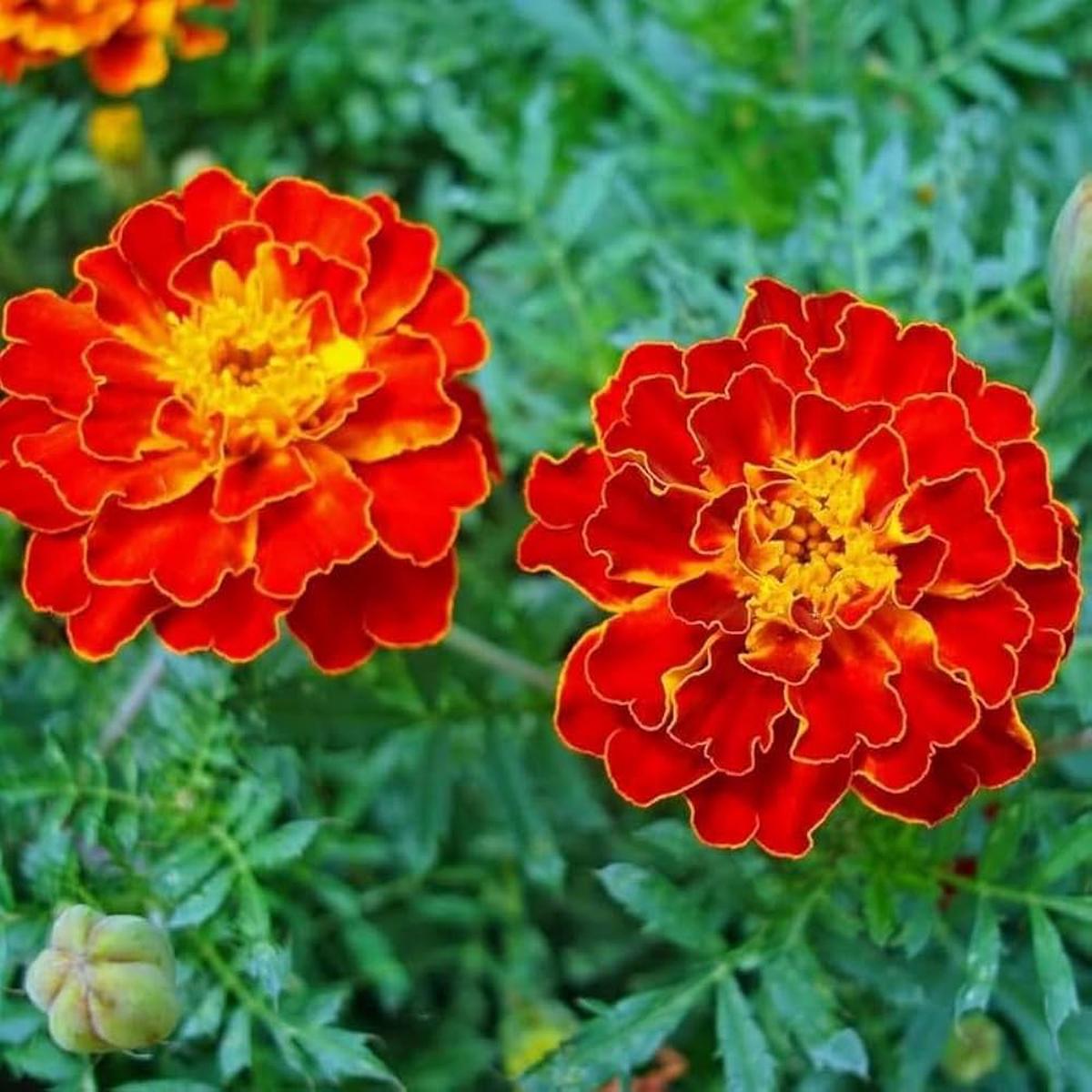 Red Flower Pot Plant Seeds for Planting  NON GMO Seeds