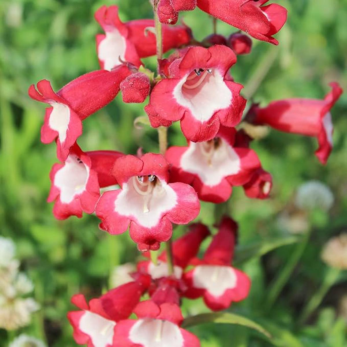 Red Penstemon Hartwegii Flower Seeds for Planting  Heirloom, Non-GMO, High Germination Organic Garden Seeds