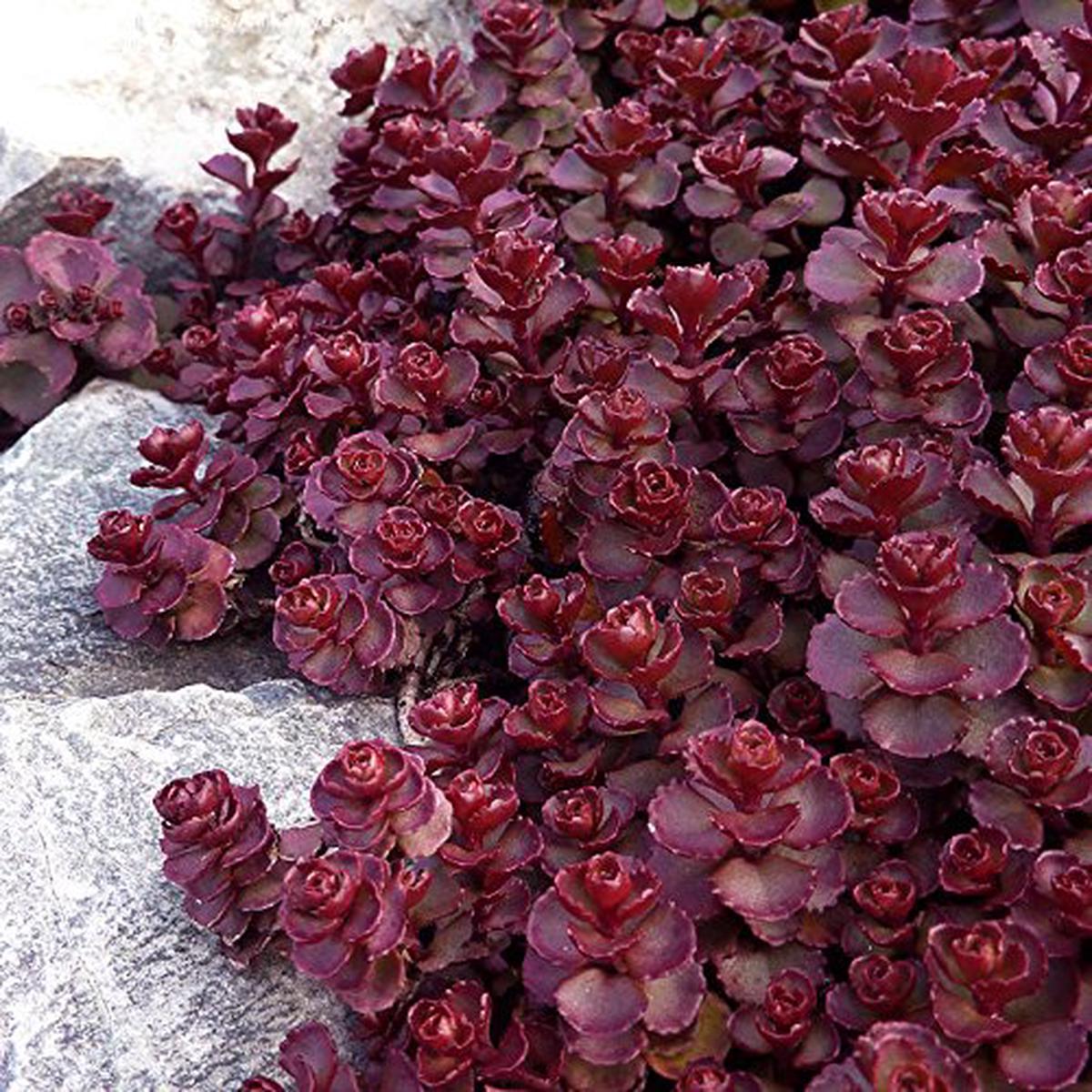 Red Perennial Flower seeds for Planting Pollinator Friendly Heirloom & GMO Free Seeds for Home Garden Sale