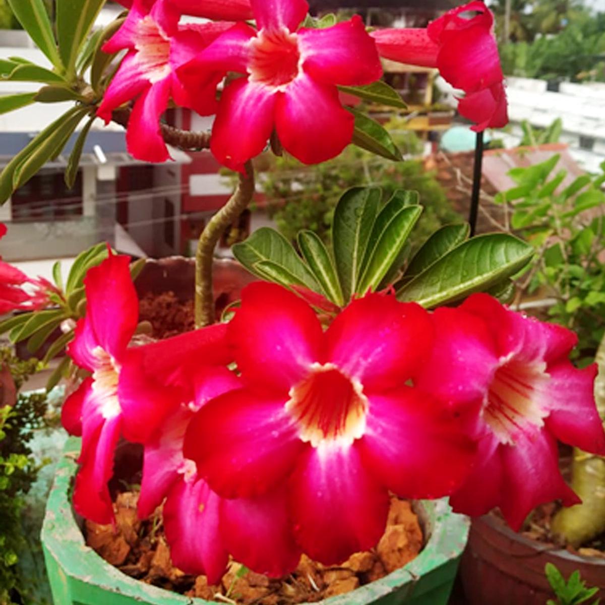 Red Pink Adenium Flower Seeds for Planting Drought Tolerant Heirloom & GMO Free Seeds for Home Garden Sale