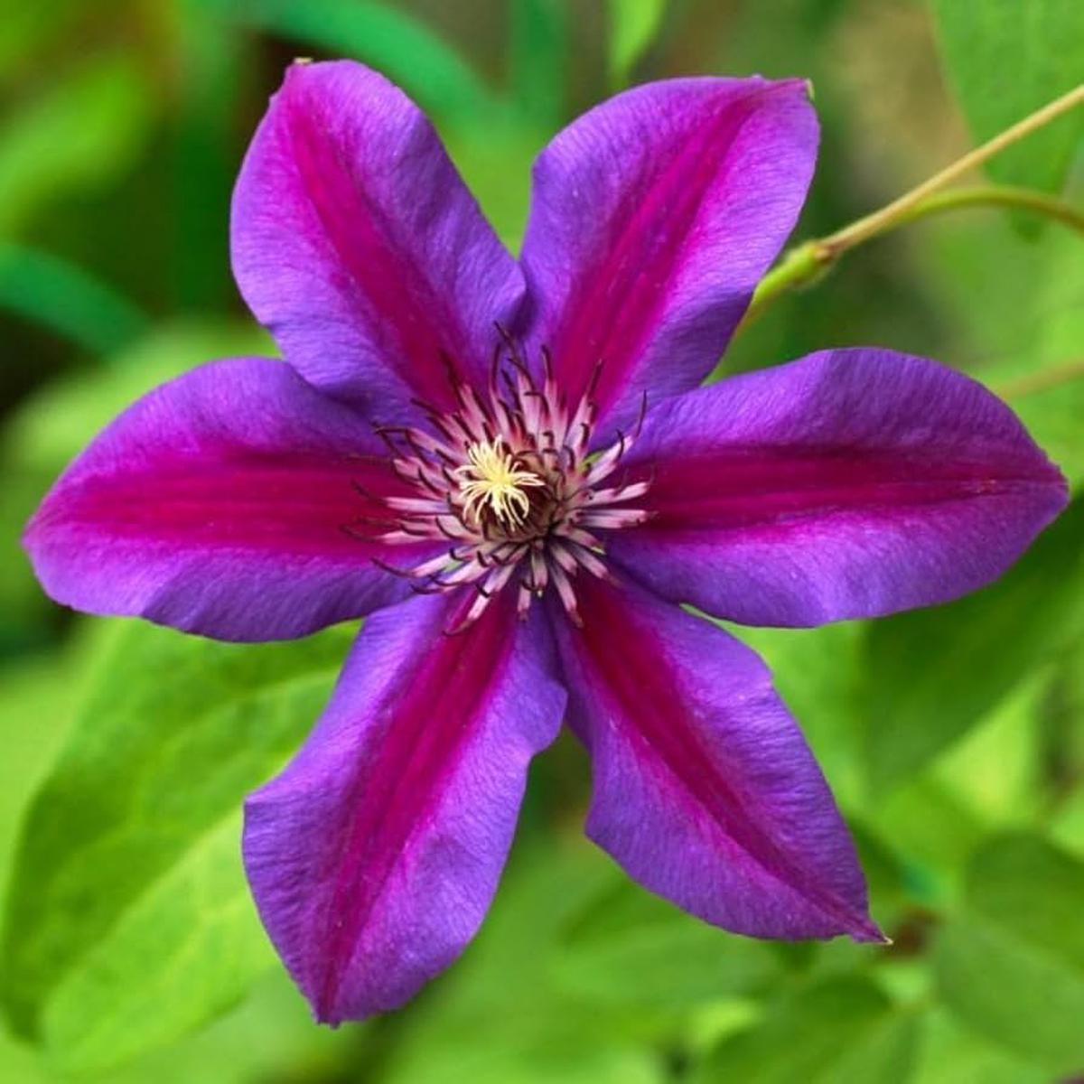 Red Purple Clematis Flower Seeds for Planting | Heirloom Non-GMO Organic Garden Seeds