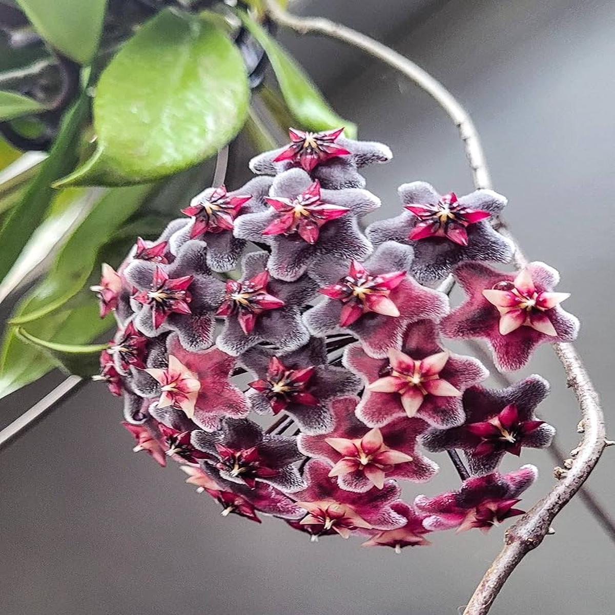 Red Purple Hoya Carnosa Flower Seeds for Planting  Heirloom, Non-GMO, High Germination Garden Seeds