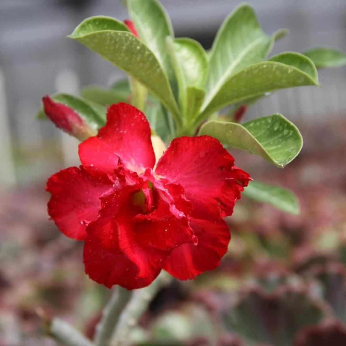 Red Rose Bonsai Flower Seeds for Planting  Heirloom, Non-GMO, Perfect for Borders Organic Garden Seeds