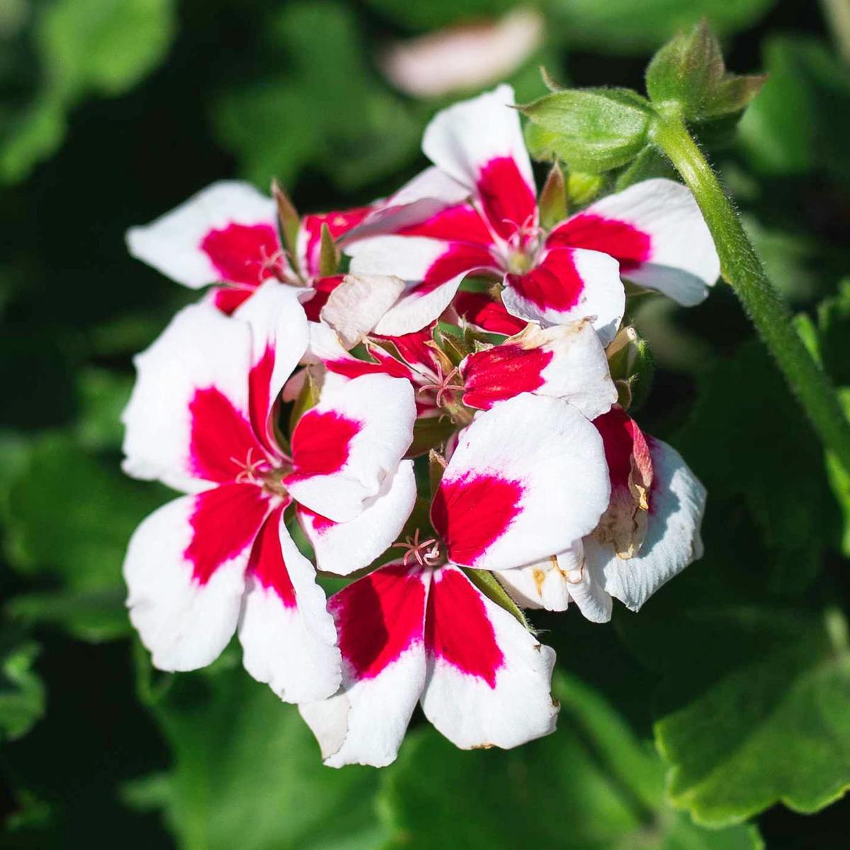 Red Stork Bill Geranium Seeds for Planting Pelargonium Home Garden Borders