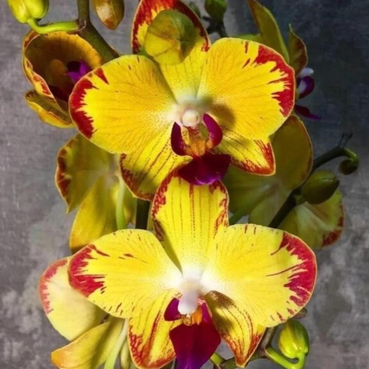 Red Yellow Phalaenopsis Flower Seeds for Planting  Heirloom, Non-GMO, Low Maintenance, High Germination