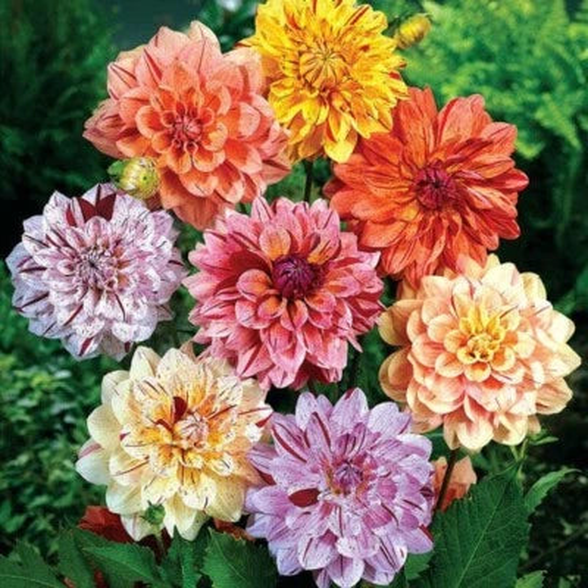 Rembrandt Dahlia Perennial Flowers Seeds for Planting Flowering seeds Bloom US SELL  Heirloom, Non-GMO