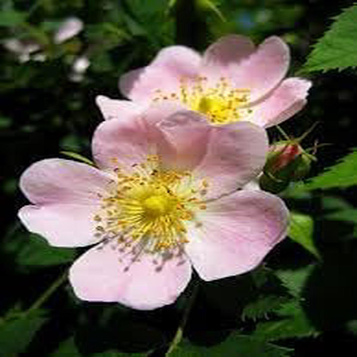 Rosa Laxa Flower seeds for Planting Shade Tolerant Heirloom & GMO Free Seeds for Home Garden