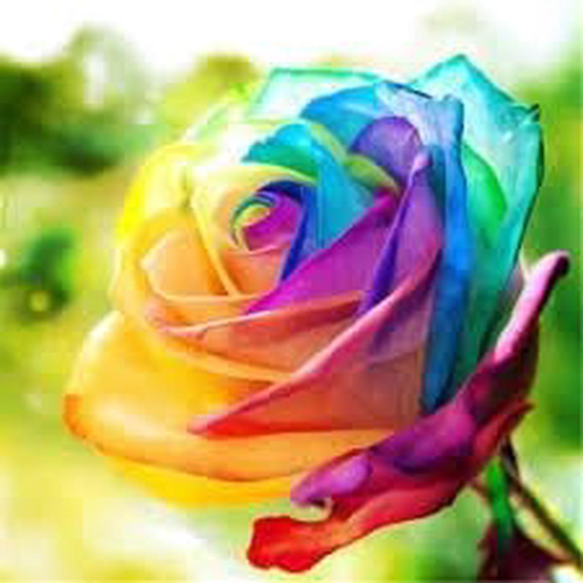 Rose Flower seeds for Planting Easy to Grow Heirloom & GMO Free Seeds for Home Garden