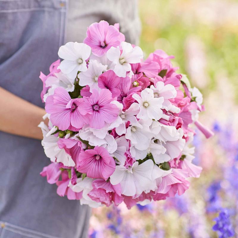 Rose Mallow Seeds – Mixed Colors