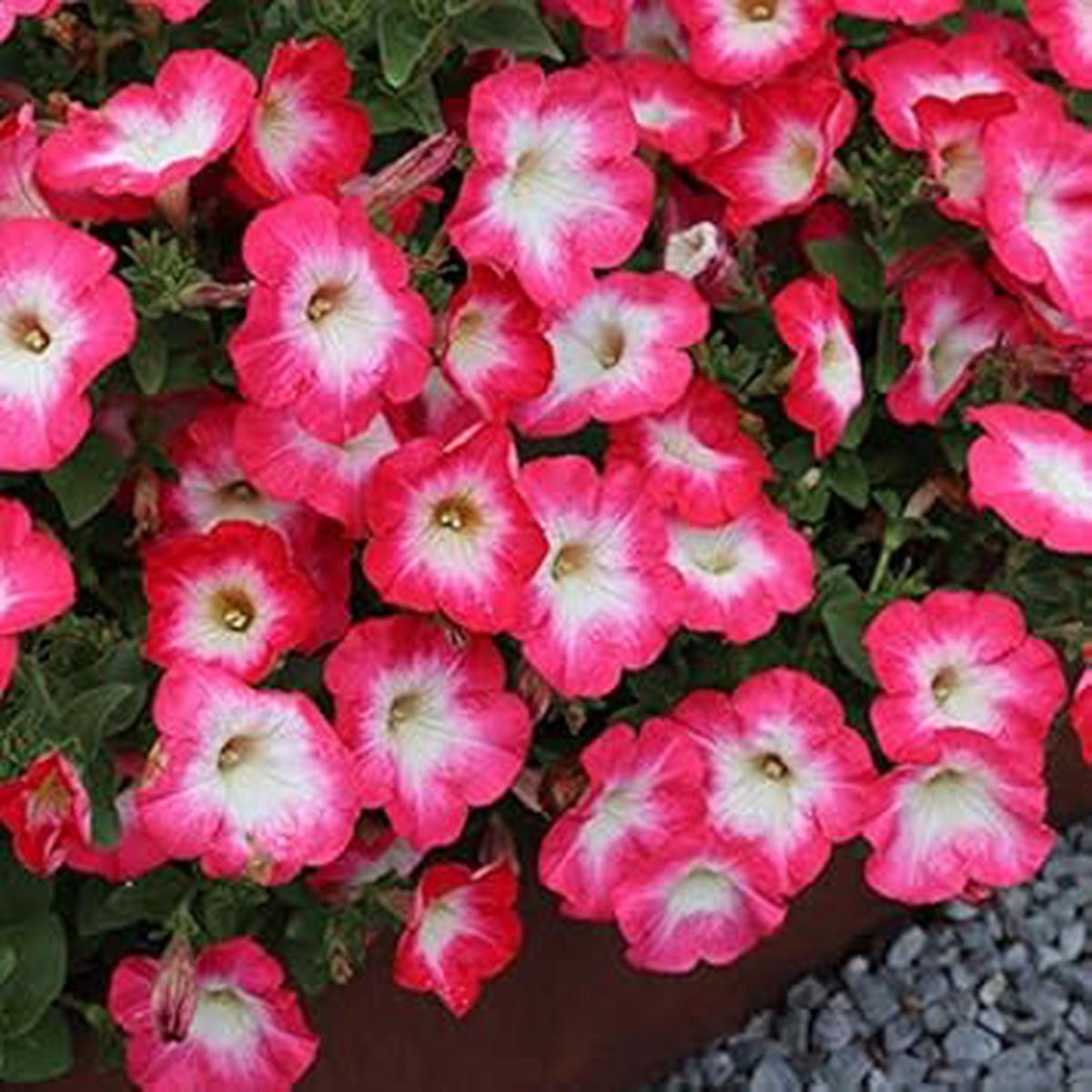 Rose Pink Petunia Hybrida Hanging Flower Seeds  Heirloom, Non-GMO, High Germination Organic Garden Seeds for Planting