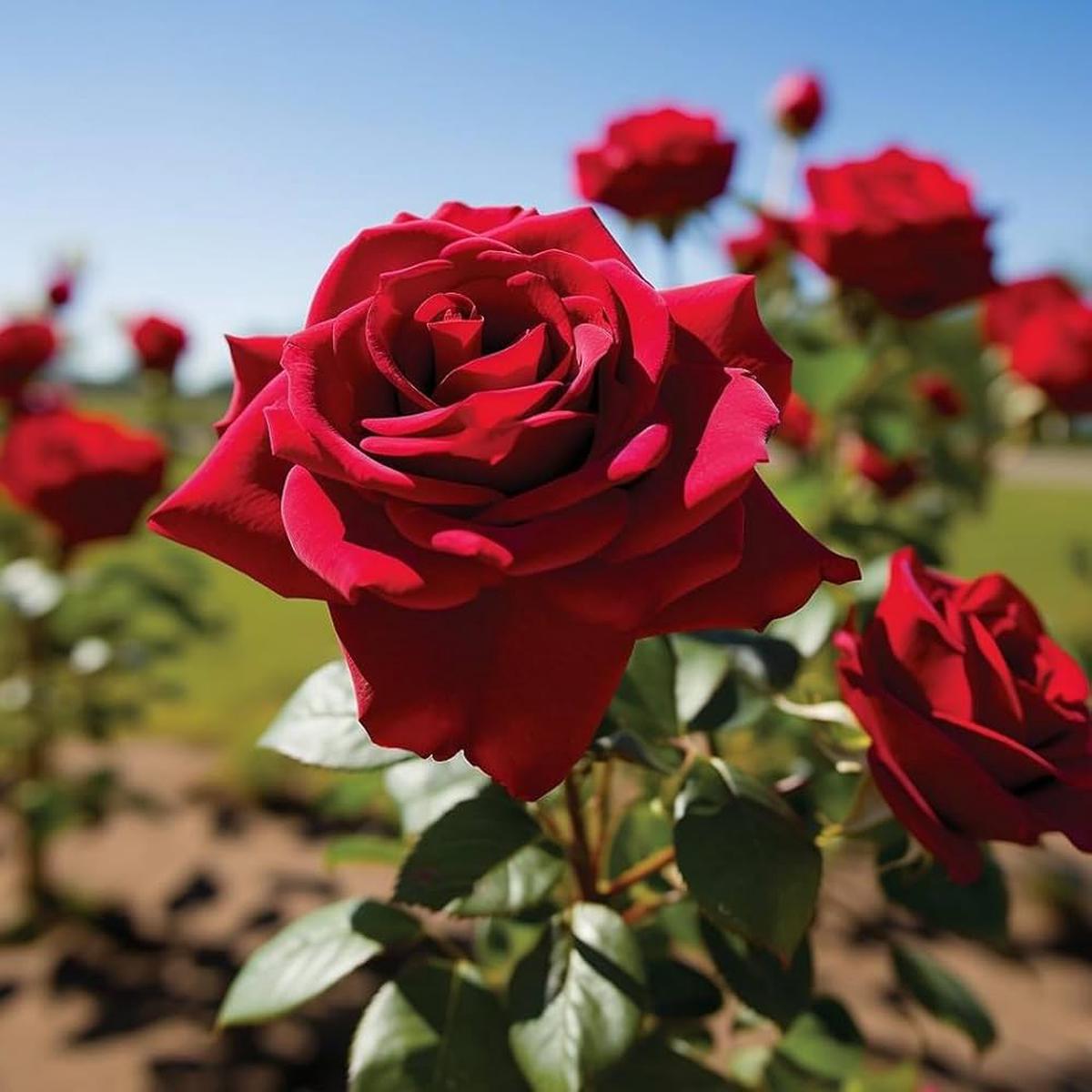 Rose Tree Standard Rosa Flower Seeds for Planting