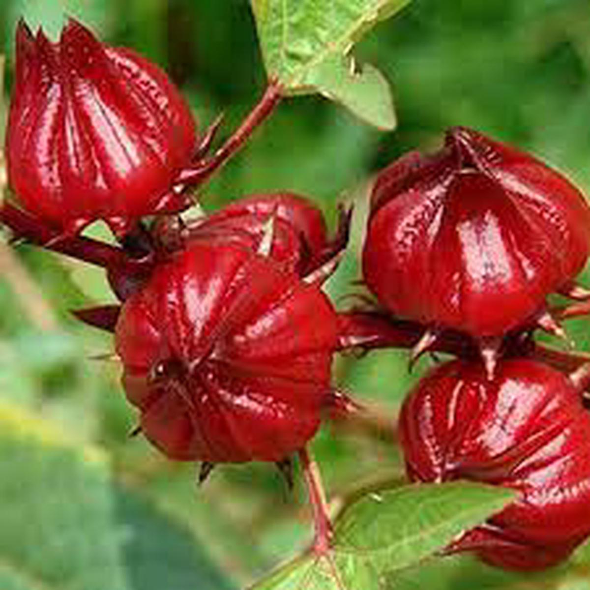 Roselle Flower Seeds for Planting Non-GMO, Heirloom, High Germination Garden Seeds