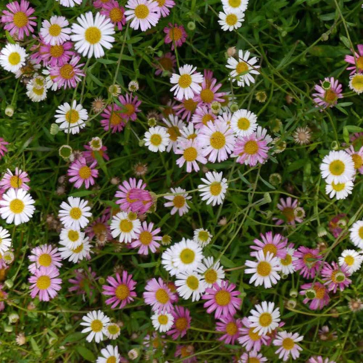 Santa Barbara Flower seeds for Planting, Garden Favorite Heirloom & GMO Free Seeds for Home Garden