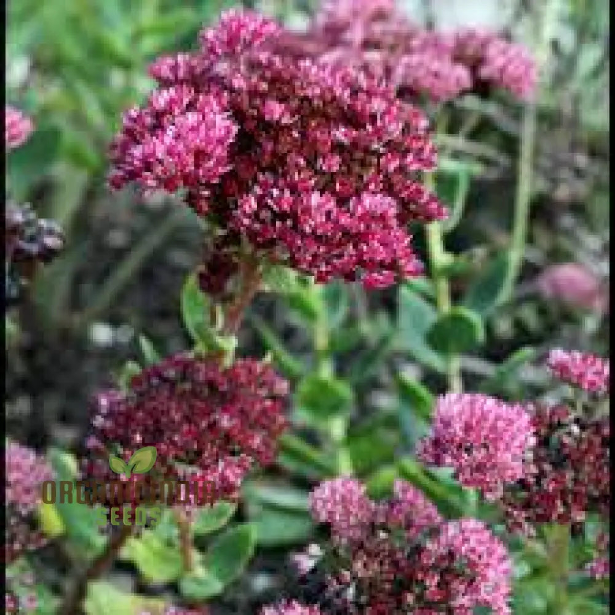 Sedum Emperors Flower Seeds for Planting – Heirloom Non-GMO High Germination Organic Garden Seeds