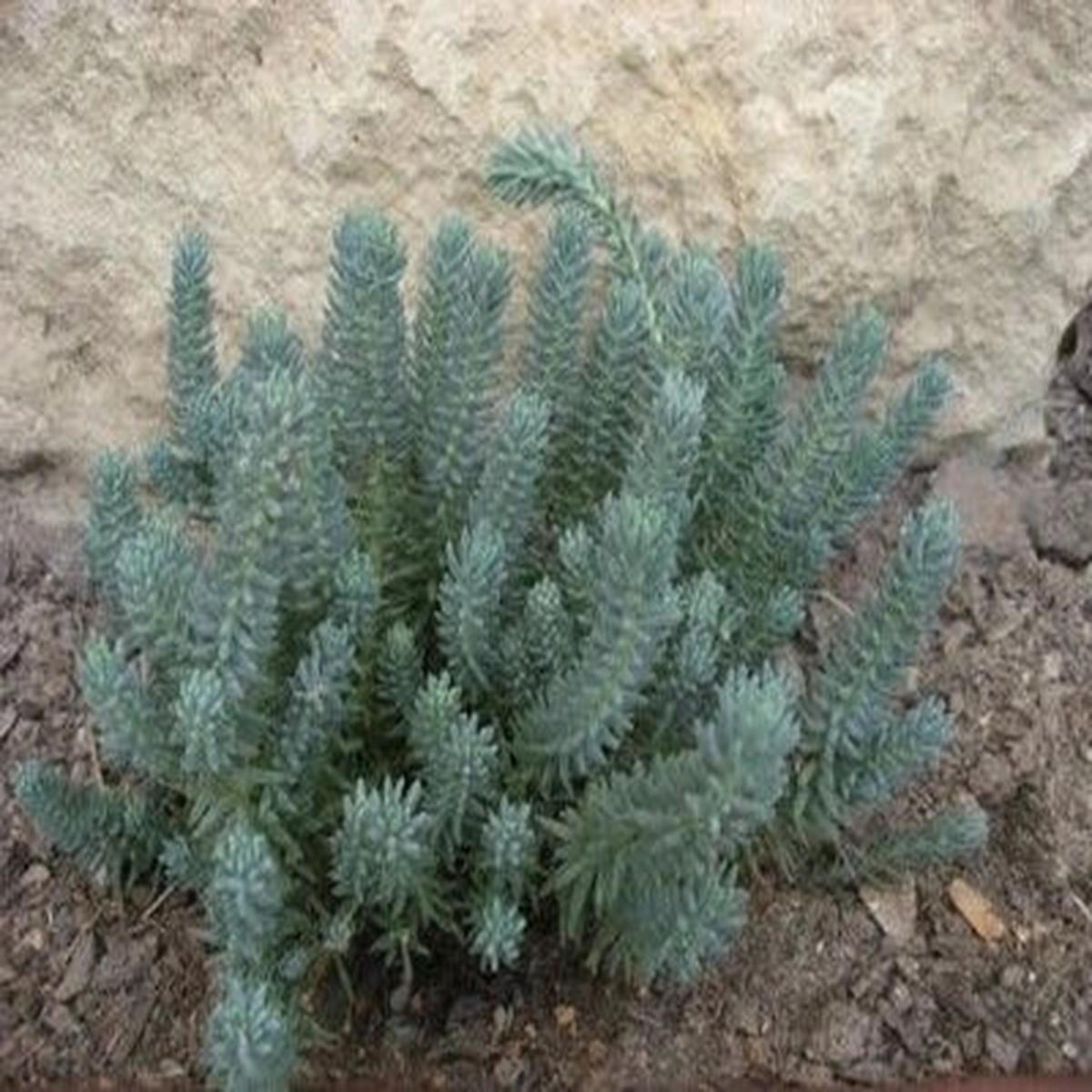 Sedum Spruce Perennial Blue & Yellow Flower Drought Tolerant Groundcover  Heirloom, Non-GMO