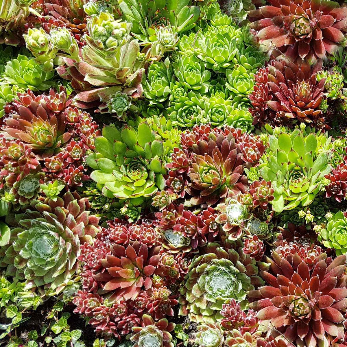 Sempervivum Seeds – Hippie Chicks Mix